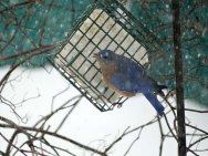 Finally getting a turn at the suet.