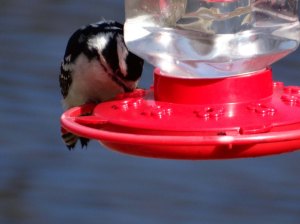 Downy woodpecker at sugar feeder.