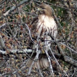 The beautiful red-tailed hawk...