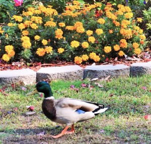 mallard duck-male duck-duck plumage-walking duck-merigolds
