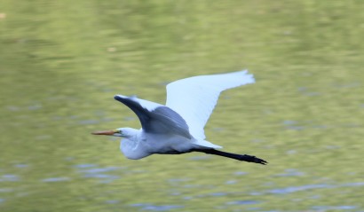 great egret, egrets, herons