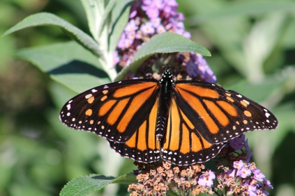 Monarch butterfly on a butterfly bush, of course.