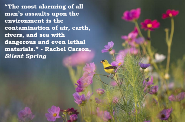 Rachel_Carson - Silent_Spring_Quotes - pesticides - contamination - environment - birds - songbirds