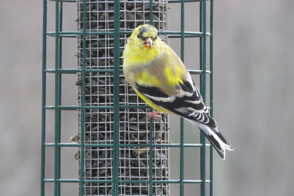 American Goldfinch - birds - wildlife - animals - songbirds
